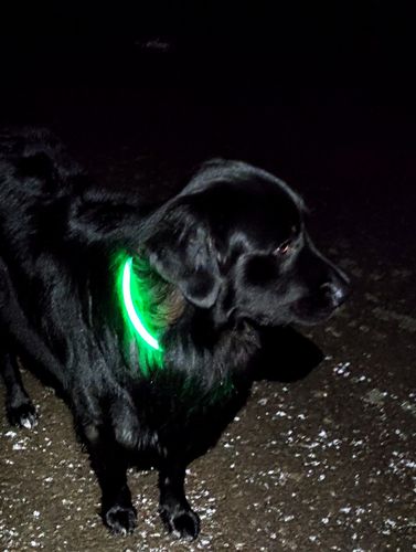 Customer photo review of LED Hunde Leuchthalsband  Grün 20- 70cm Hundehalsband