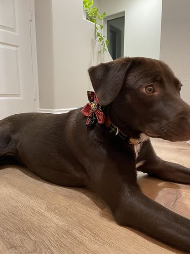 Customer photo review of Christmas dog collar with flower - Glitter Tartan