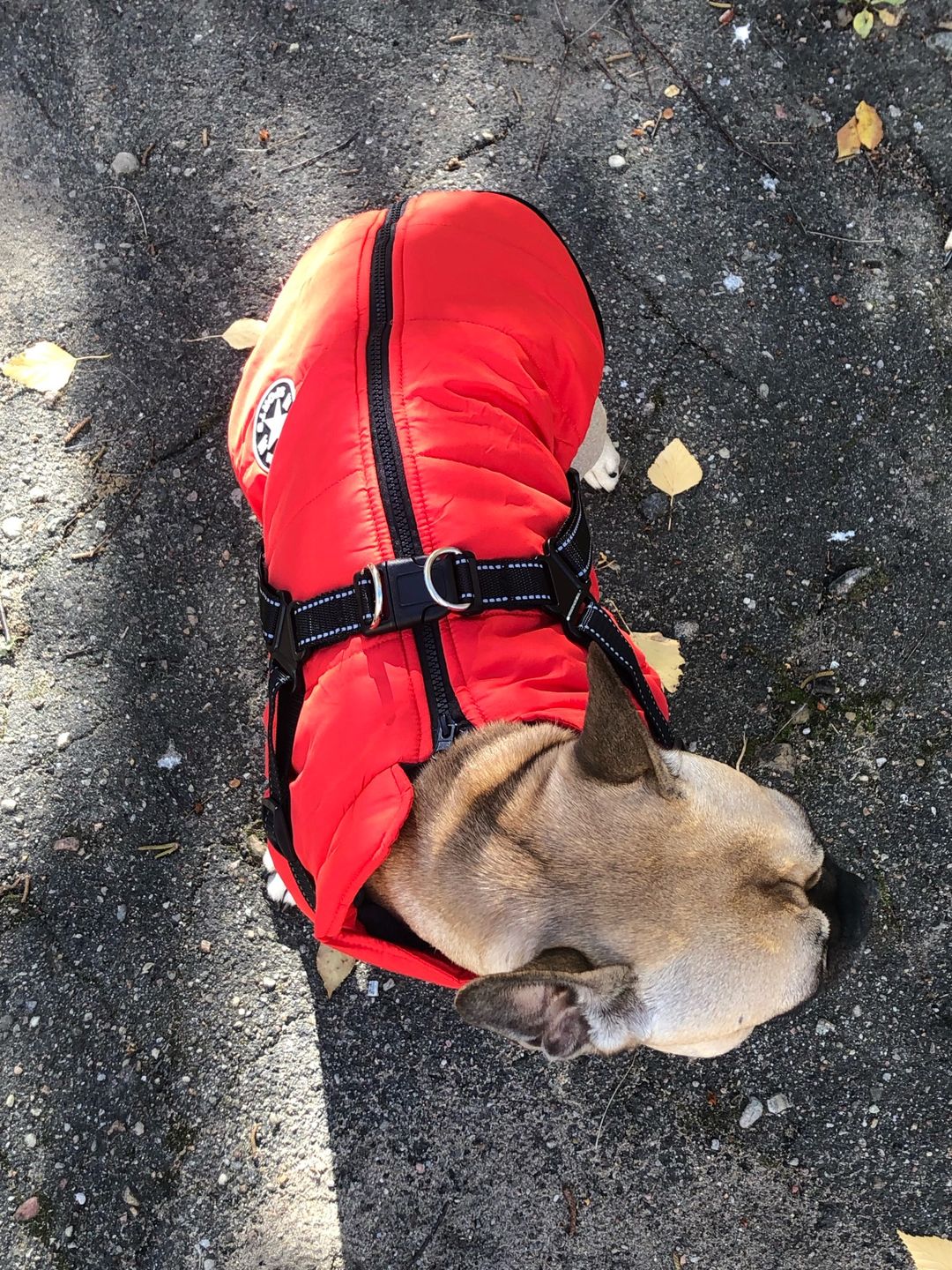 Customer photo review of DogSki Sport™ - Waterproof Jacket Harness