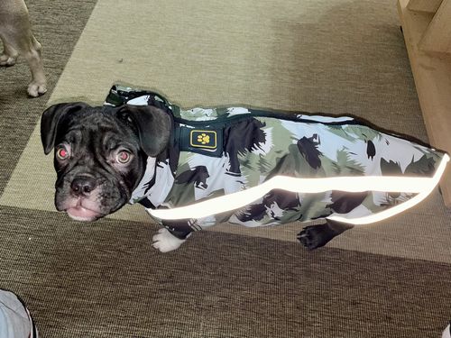 Customer photo review of Pfotenlove - Wärmender & Wasserfester Regen -und Schneeschutzmantel - Design Yellow Edition