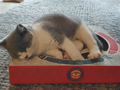 Customer photo review of Feng Shui Cat Scratcher Board with Divination Ball