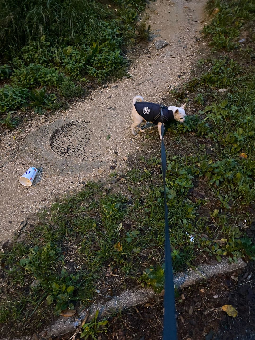 Customer photo review of DogSki Sport™ - Waterproof Jacket Harness