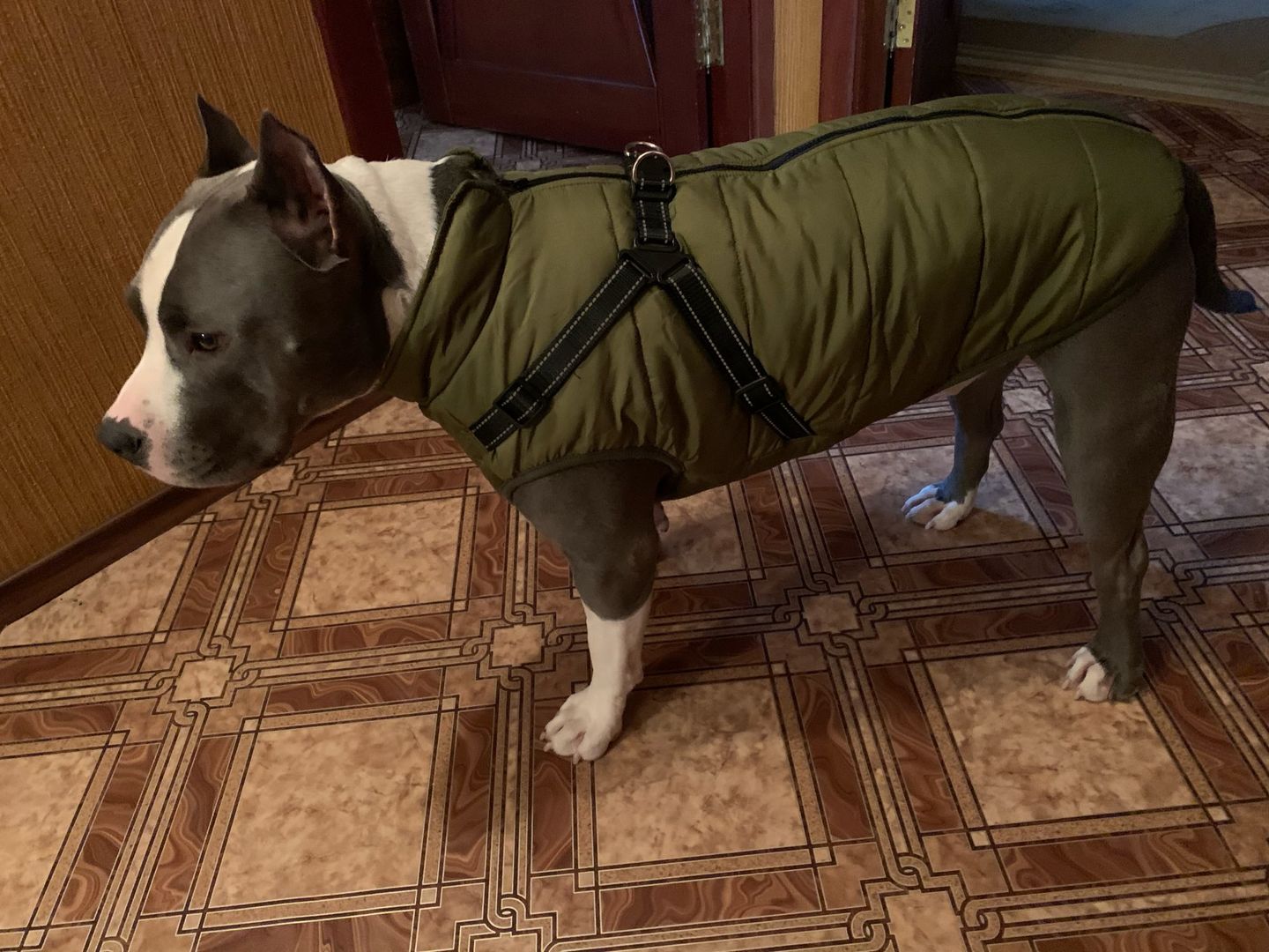 Customer photo review of DogSki Sport™ - Waterproof Jacket Harness