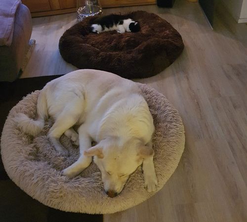 Customer photo review of Puppery Kuschelbett - Das Original