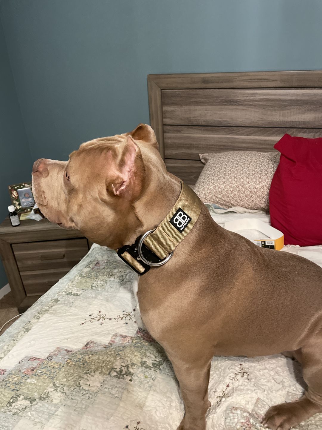 Customer photo review of 5cm Combat® Collar | Rated Clip - NO HANDLE - Military Tan v2.0