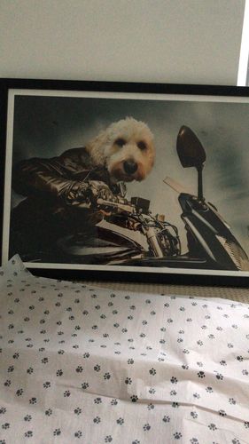 Customer photo review of Motorbike Rider - Custom Vintage Pet Portrait