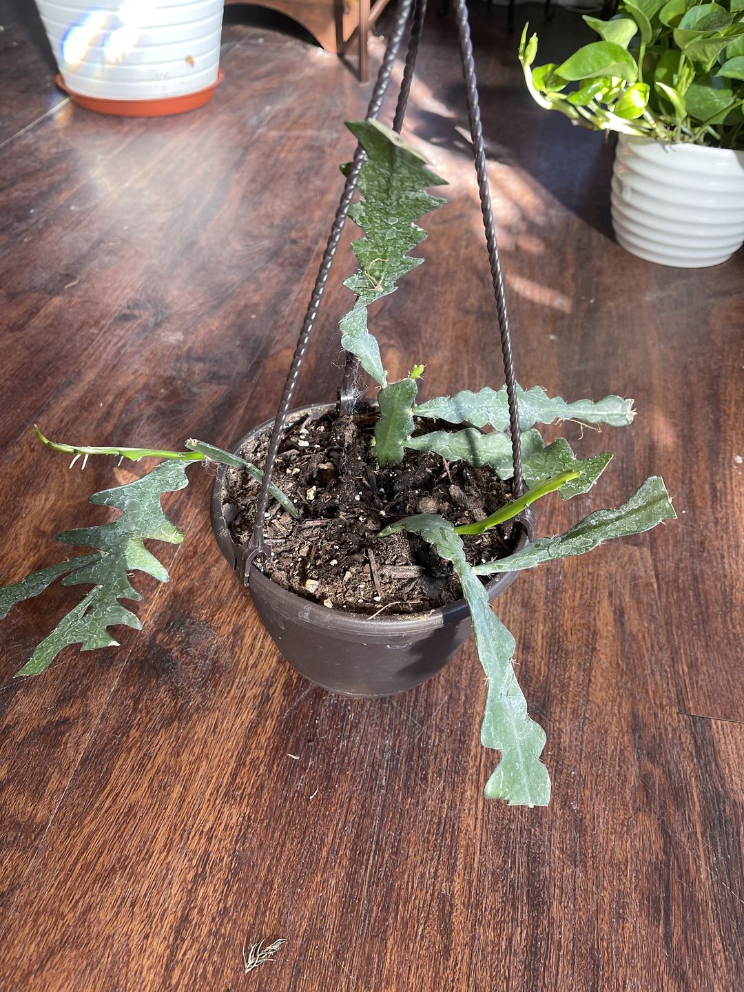 Customer photo review of 4" Cactus Selenicereus anthonyanus "Ric-Rac"