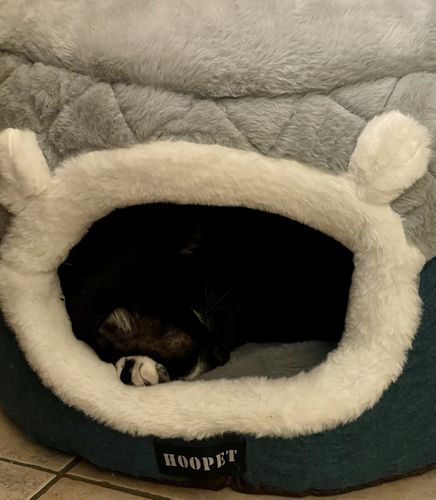 Customer photo review of Panier Coussin Réversible Pour Chat - Hoopet