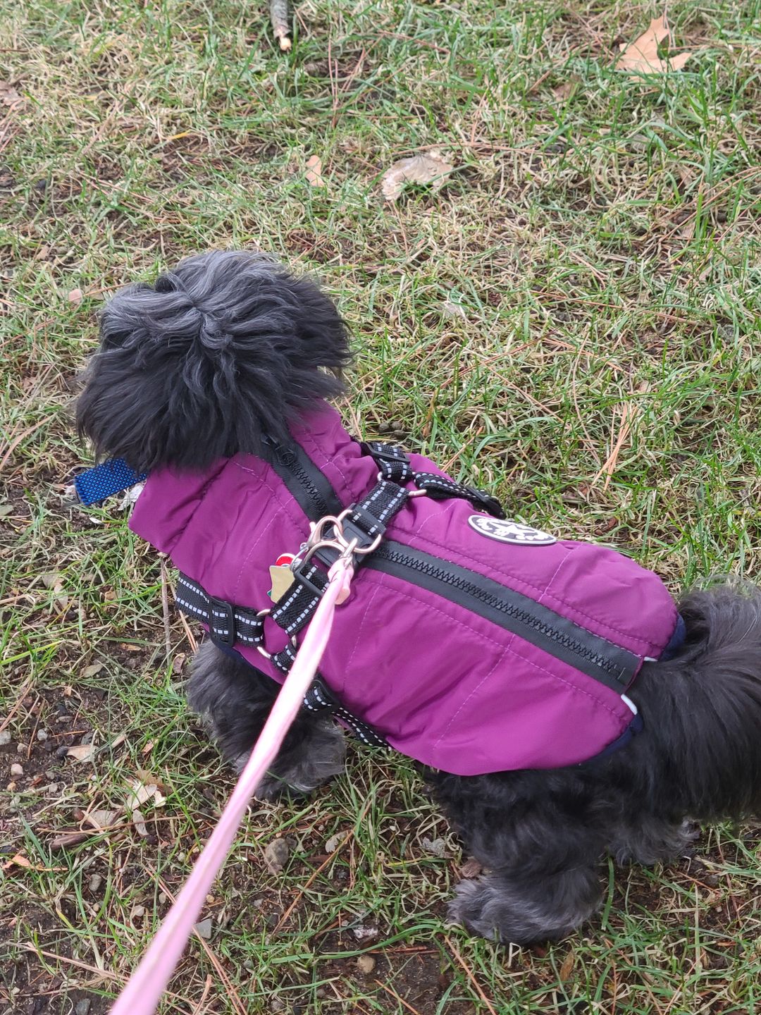 Customer photo review of DogSki Sport™ - Waterproof Jacket Harness