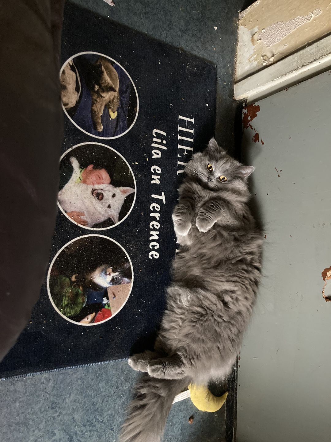 Customer photo review of Hier woont - Gepersonaliseerde huisdier deurmat