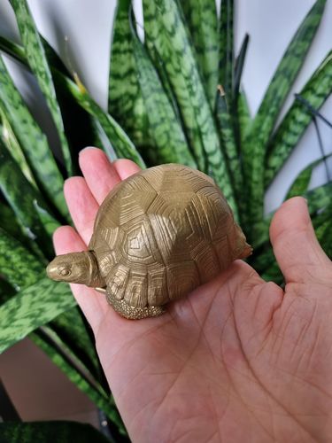 Customer photo review of Tortoise Bowl | Bronze