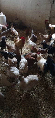 Customer photo review of BlackTasty™ Tierfutter aus Insekten