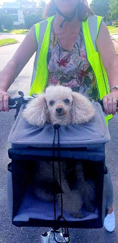 Customer photo review of All In One Pet Carrier Bag | Dog Bike Basket | Backpack for Dogs & Cats | Car Booster Seat