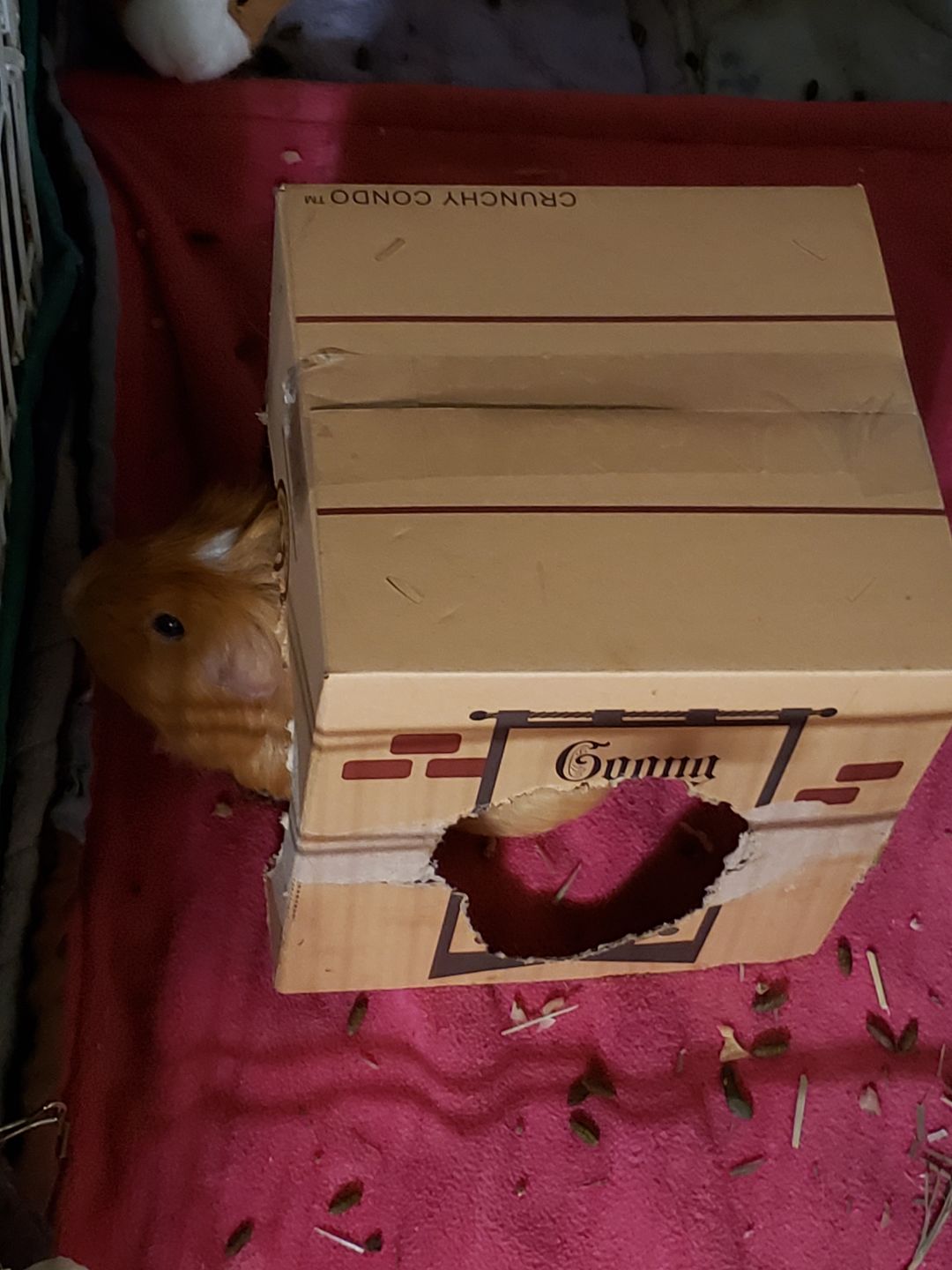 Customer photo review of GuineaDad Crunchy Condo - Pack of 3