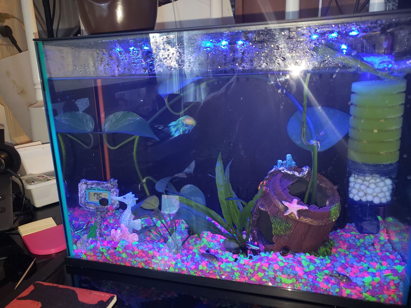 Customer photo review of Hikari Bio-Pure® FD Blood Worms
