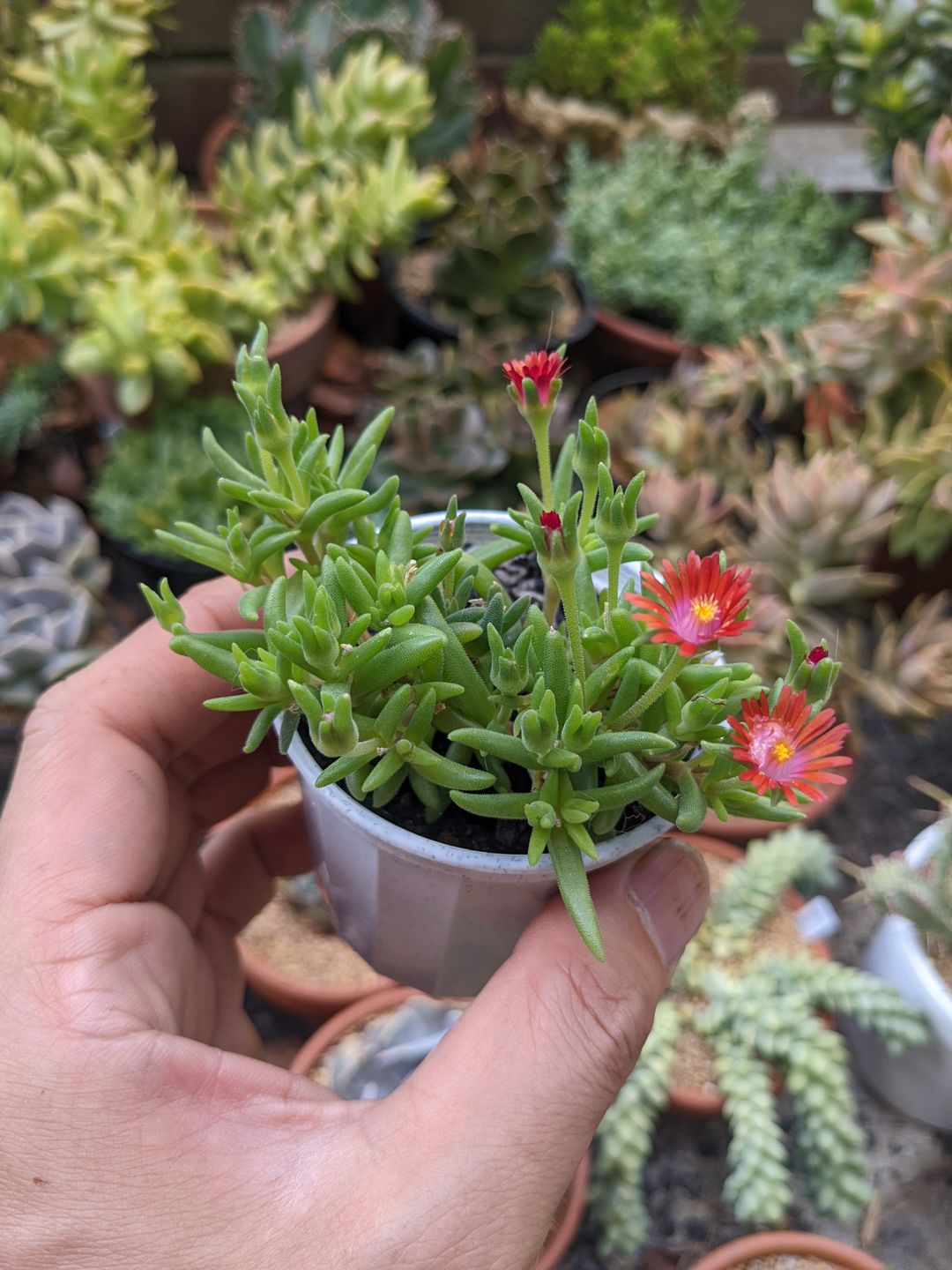 Customer photo review of Delosperma Cooperi 'Jewel of the Desert Garnet' (Ice Plant)