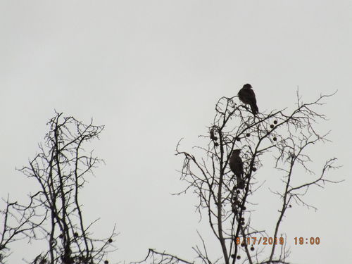 Customer photo review of Apoyemos al Mono González