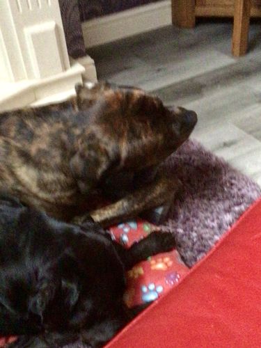 Customer photo review of The Fenrir Hammer