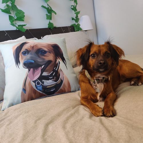 Customer photo review of Modern - Custom Pet Cushion