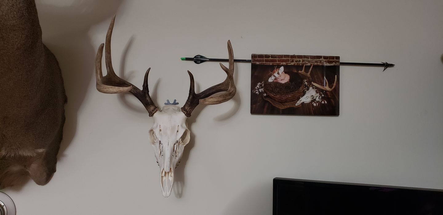 Customer photo review of European Trophy Mount - Small Hook - 5 PACK