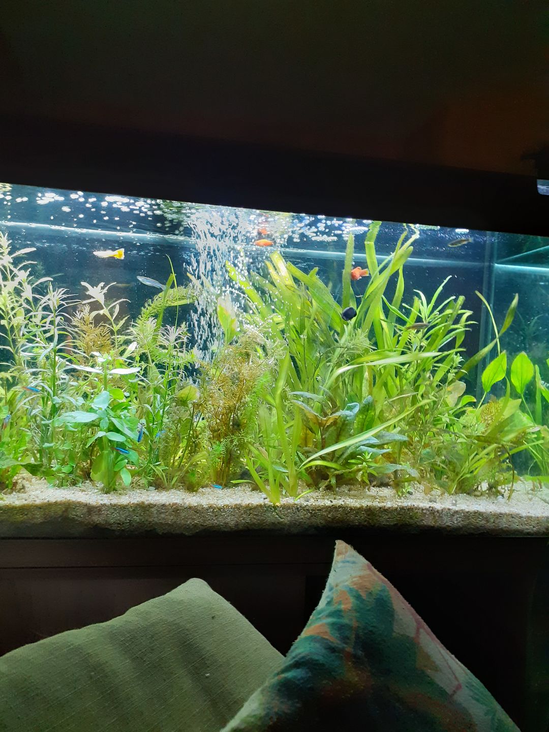 Customer photo review of Aquarium Rio 125 LED Brun Équipé JUWEL - 125L