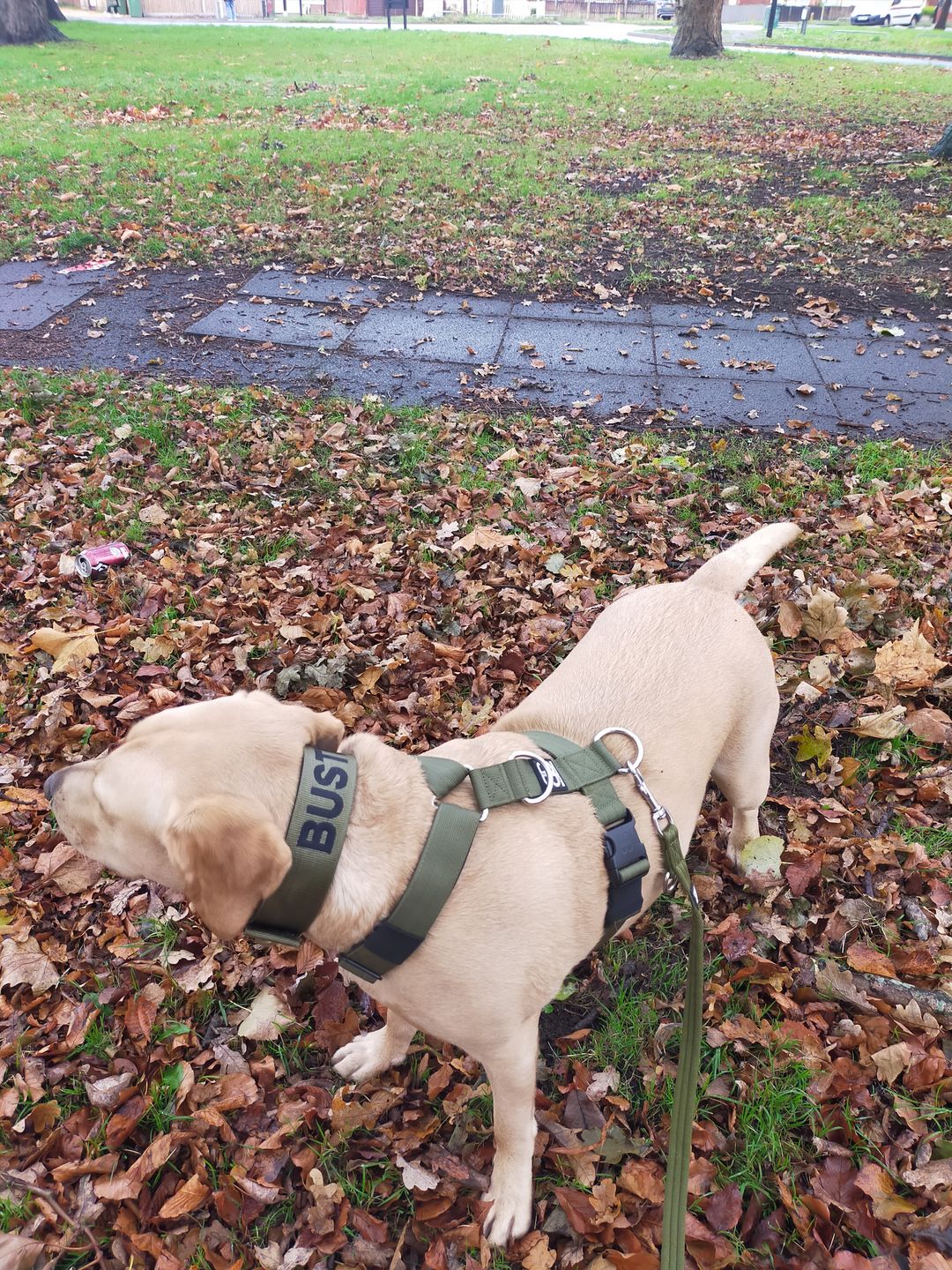 Customer photo review of 5cm Nylon Dog Collar - Khaki v2.0