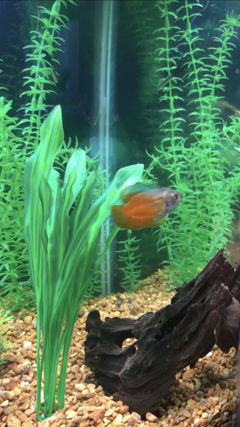 Customer photo review of Fritz Fishless Fuel (Liquid Ammonia Solution)