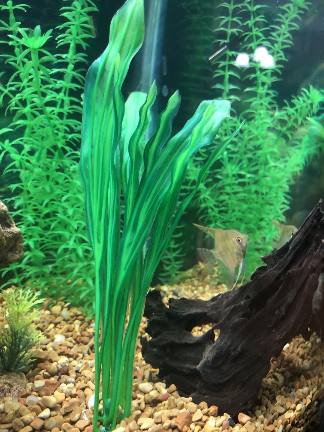 Customer photo review of FritzZyme 7 Freshwater Live Bacteria