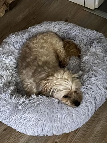 Customer photo review of Puppery Kuschelbett - Das Original
