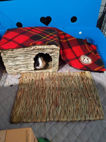 Customer photo review of GuineaDad Liner - Full Size Fleece Liner with Pockets