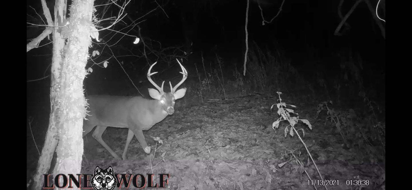 Customer photo review of Undercover™ Trail Camera