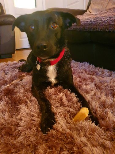 Customer photo review of Everest Dog Yak Chews