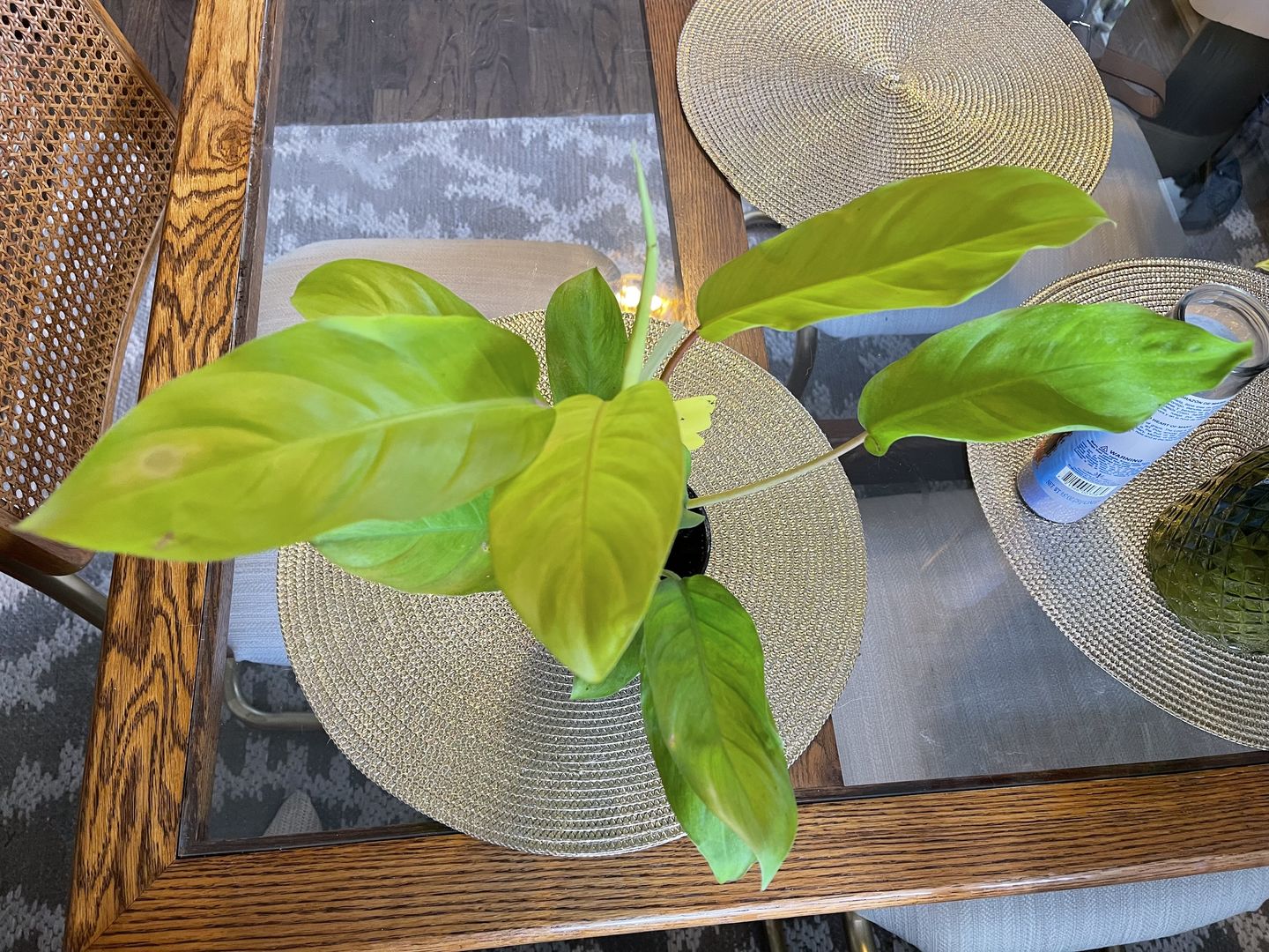 Customer photo review of 4" Philodendron 'Lemon Lime' Upright Vining