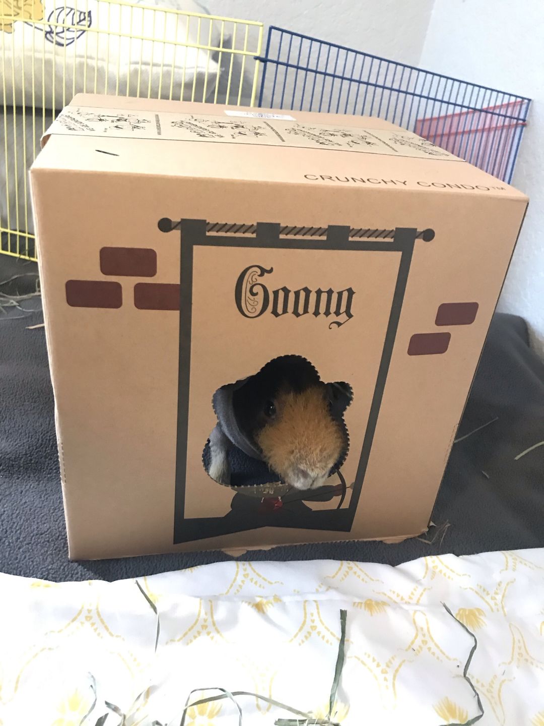Customer photo review of GuineaDad Crunchy Condo - Pack of 3