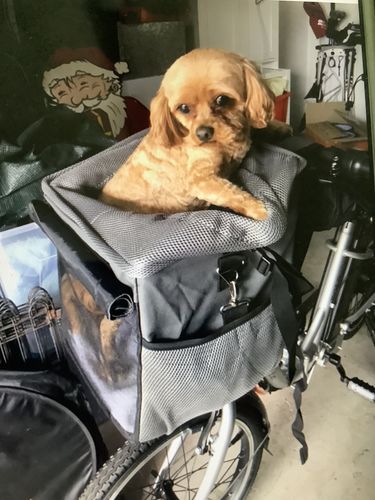 Customer photo review of All In One Pet Carrier Bag | Dog Bike Basket | Backpack for Dogs & Cats | Car Booster Seat