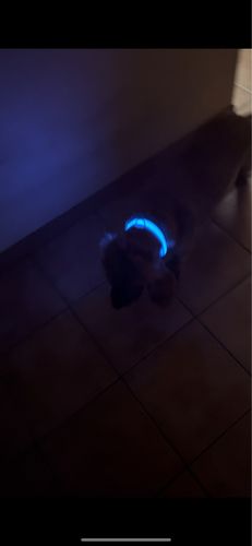 Customer photo review of LED Glow Collar / Harness
