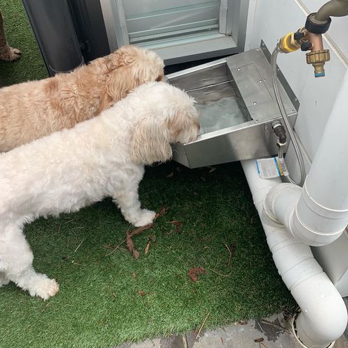 Customer photo review of Pet Rehydration Station