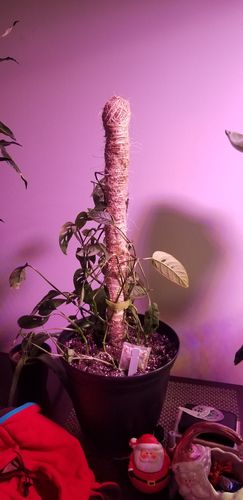 Customer photo of The Original Bendable Moss Pole™ - Best Seller (Pins Included) from Lance K.