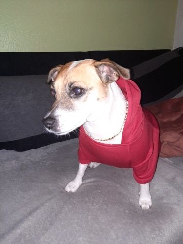 Customer photo review of The Dog Face Hoodies