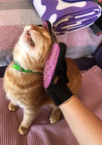 Customer photo review of De-Shedding Gloves