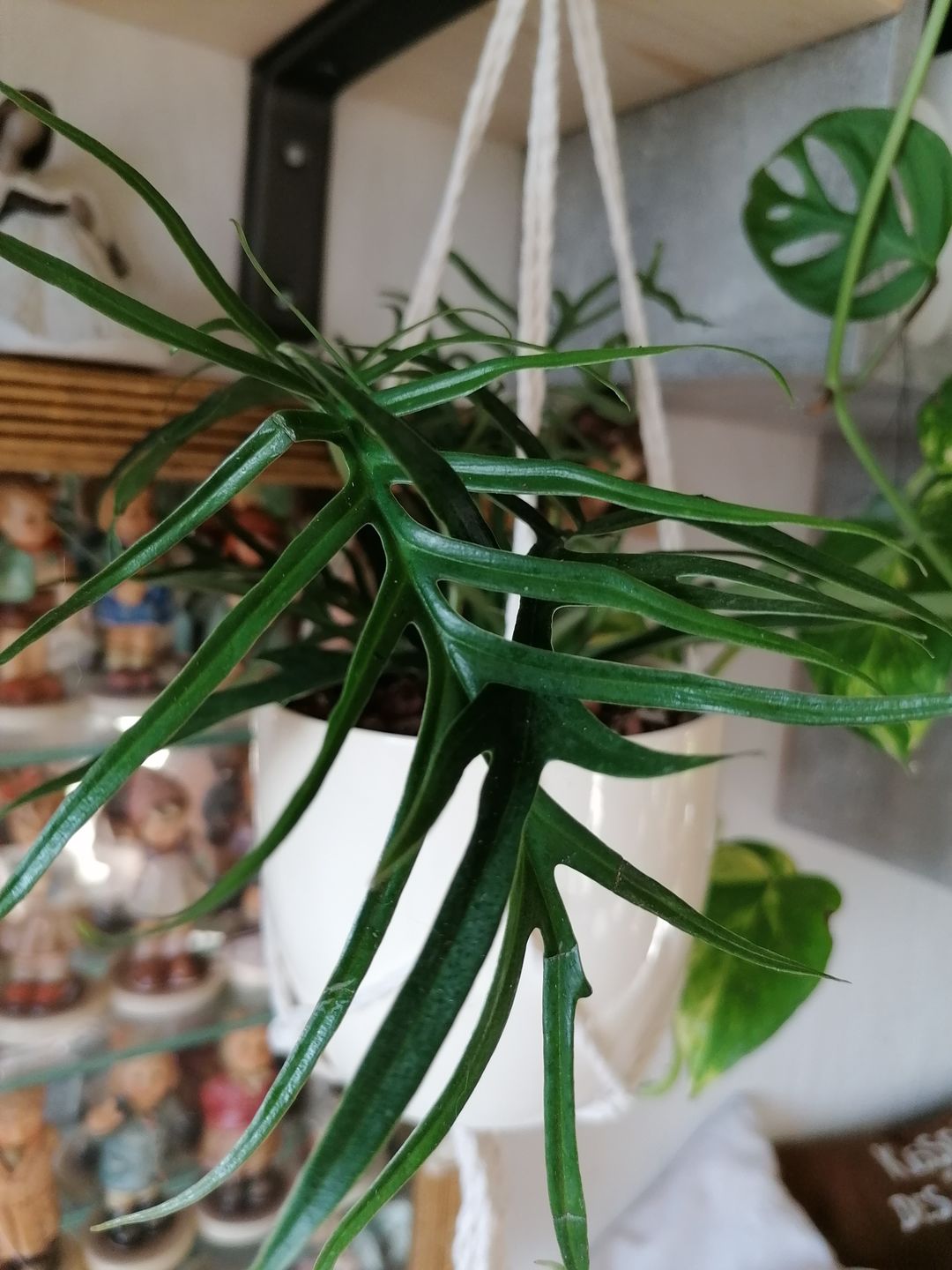 Customer photo review of PHILODENDRON TORTUM