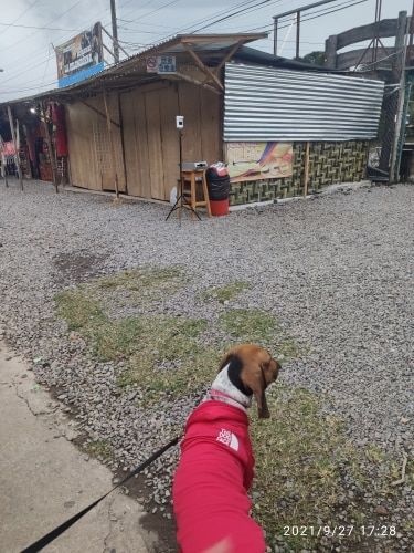 Customer photo review of The Dog Face Hoodies