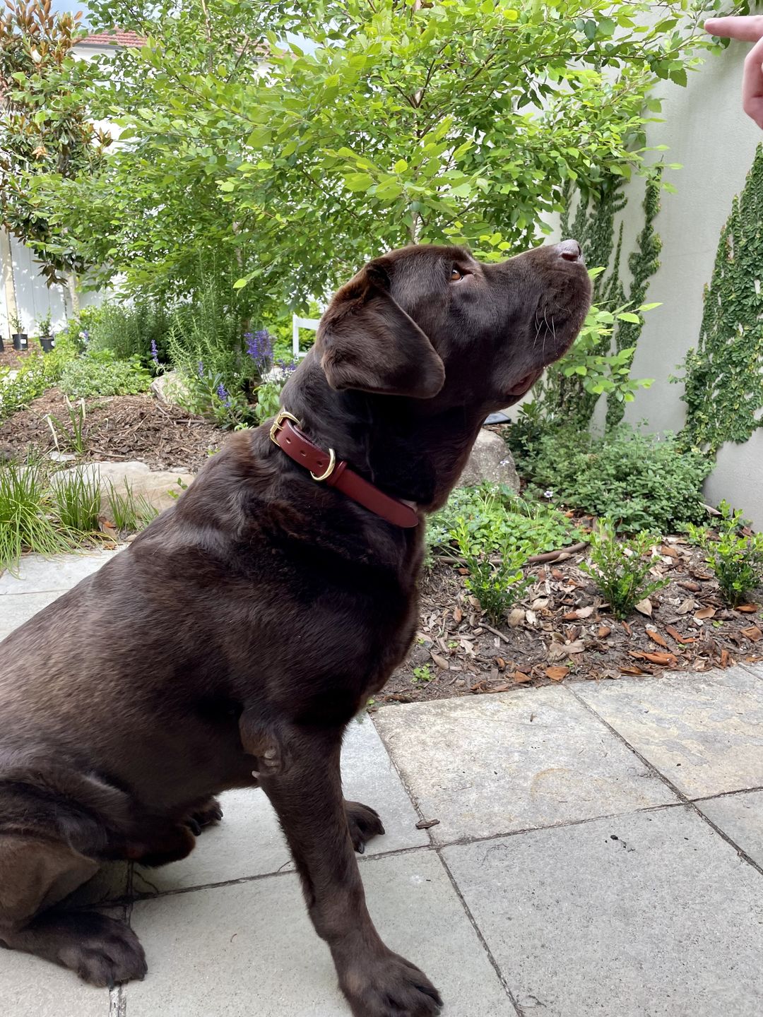 Customer photo review of Dog Collar