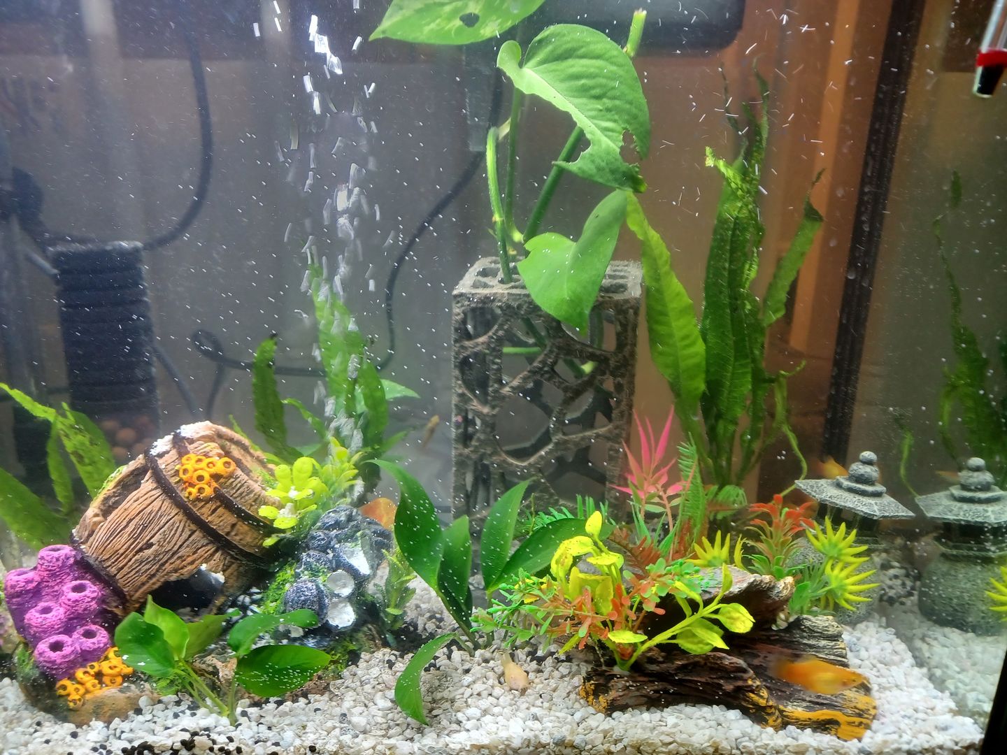 Customer photo review of Hikari Bio-Pure® FD Blood Worms