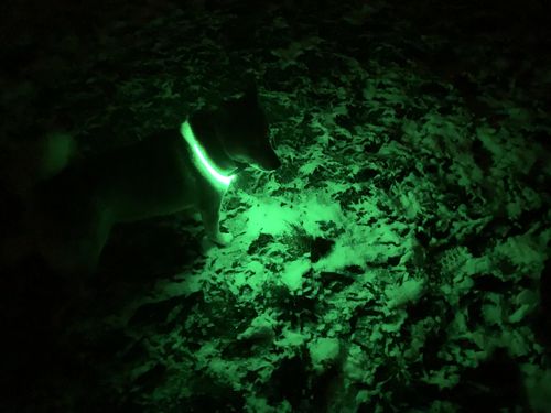 Customer photo review of LED Hunde Leuchthalsband  Grün 20- 70cm Hundehalsband