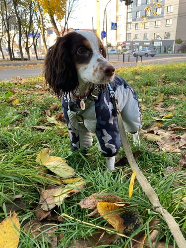 Customer photo review of Snow/Rain Dog Suit (Reflective)