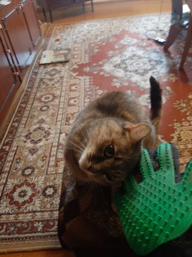 Customer photo review of De-Shedding Gloves