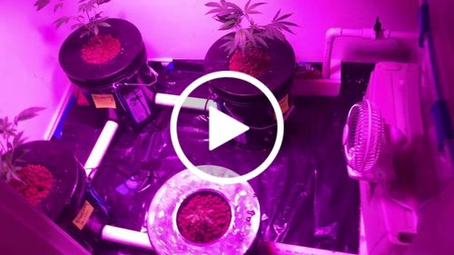Customer video review of Sight Tube & Drain Kit For Root Spa DWC Grow Buckets