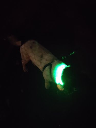 Customer photo review of LED Glow Collar / Harness