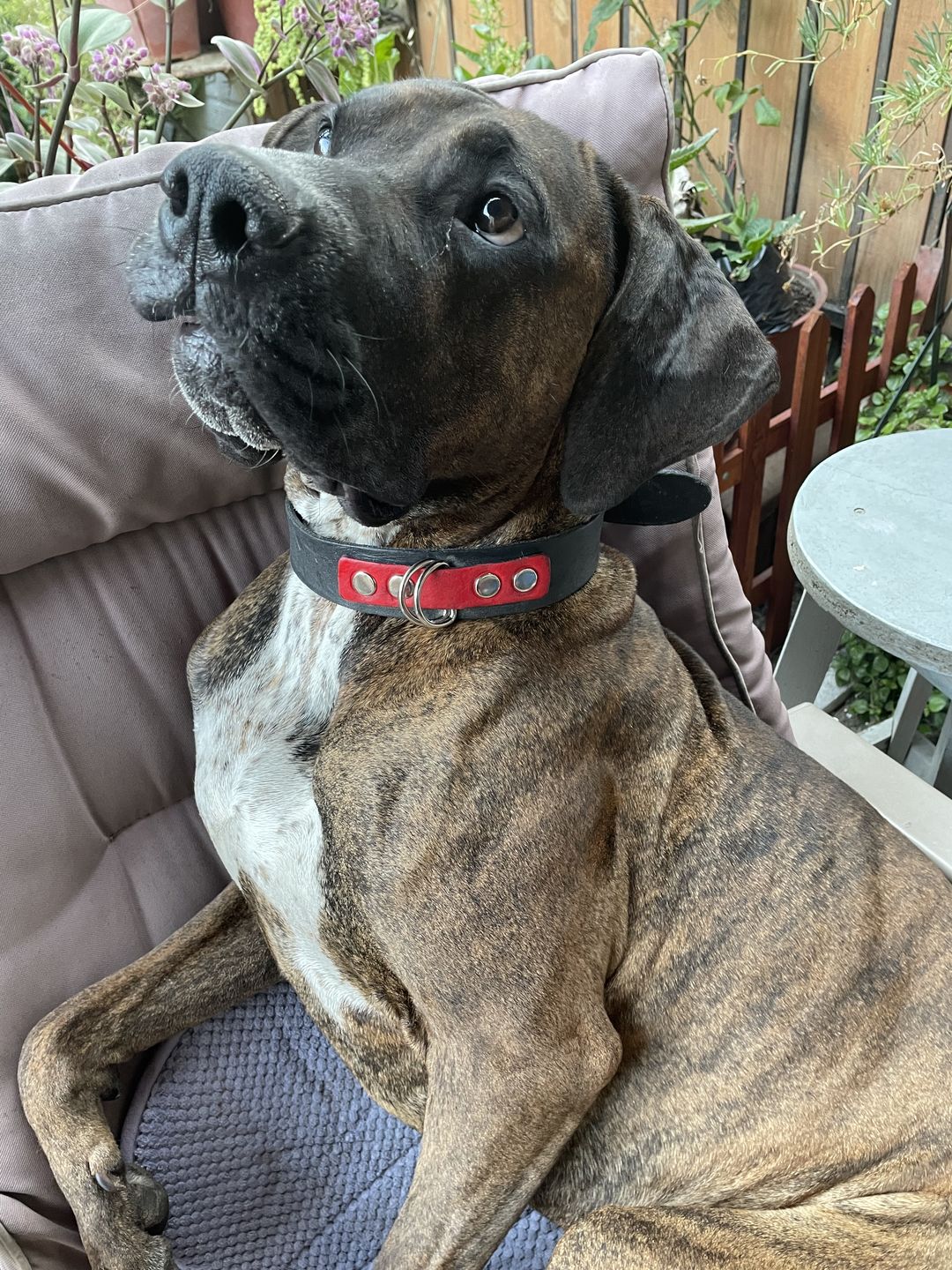 Customer photo review of Collar Duke Negro/Rojo